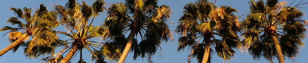 Palms.jpg