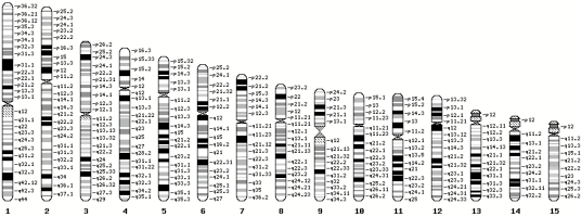 Gbrowse karyotype labels.png