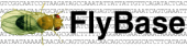 Senior Database Programmer at FlyBase